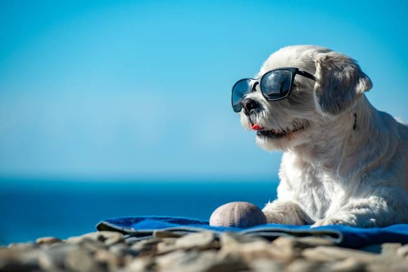 A pesar de que quieras pasar todo el día en la playa en compañía de tu perro, hazlo en las horas menos calurosas