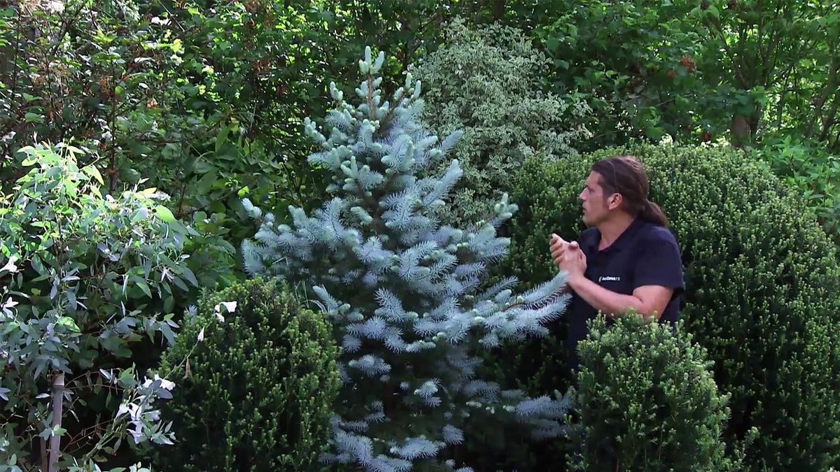 deco 775 jardin abeto azul