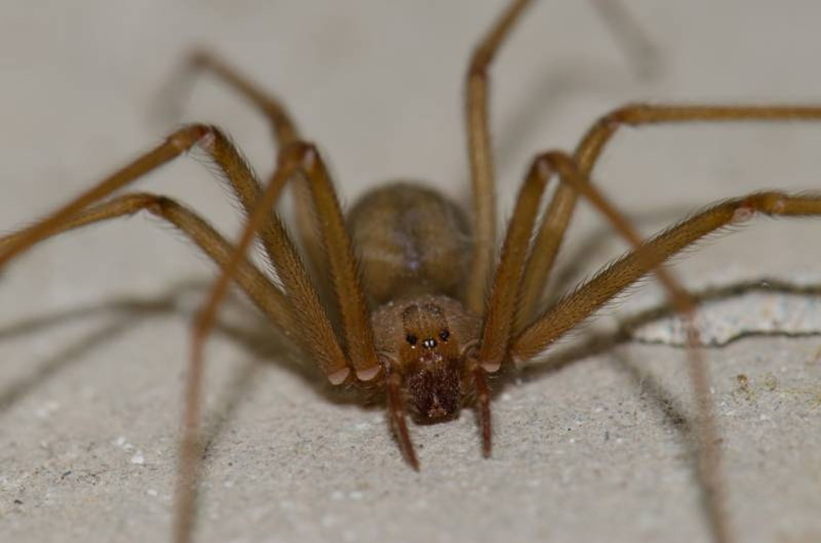 La mordedura de una araña violinista precisa de atención médica.