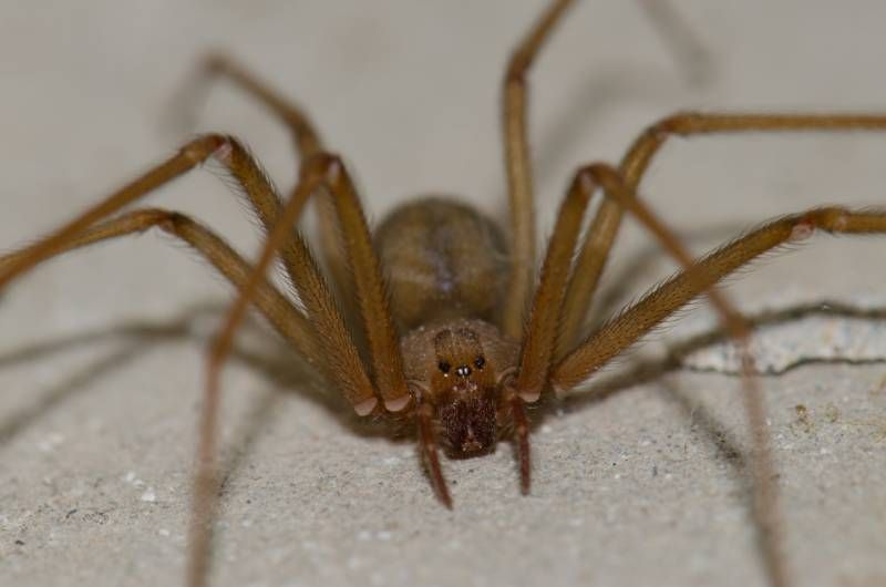 La mordedura de una araña violinista precisa de atención médica.