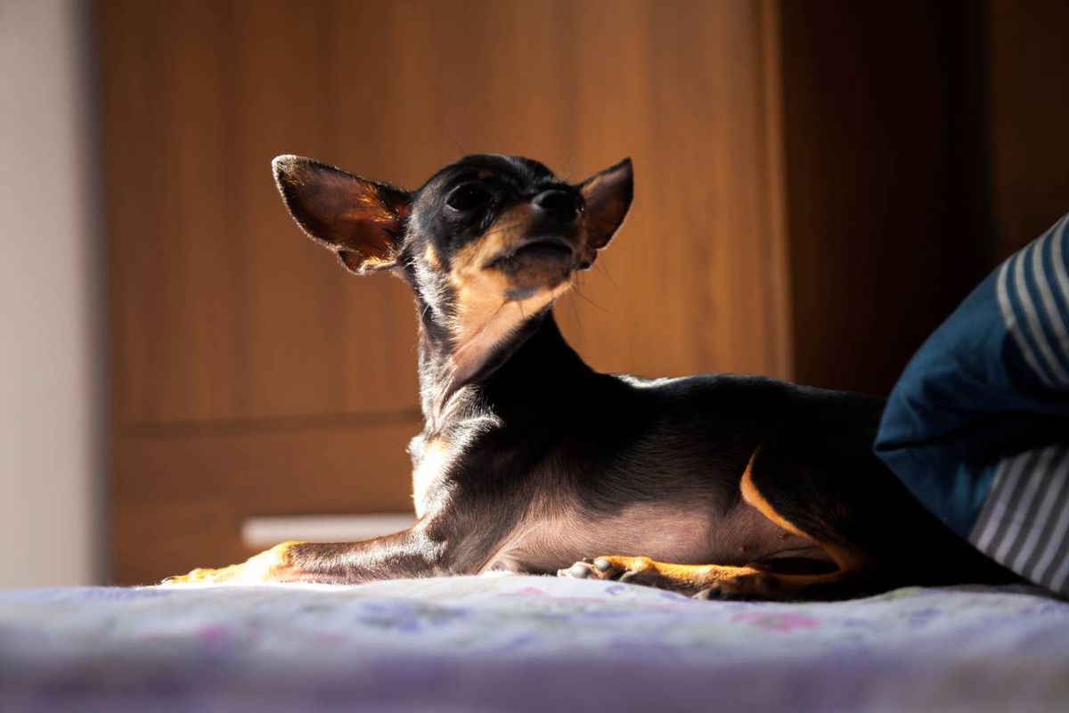 La raza de perro Pinscher Miniatura tiene su origen en Alemania