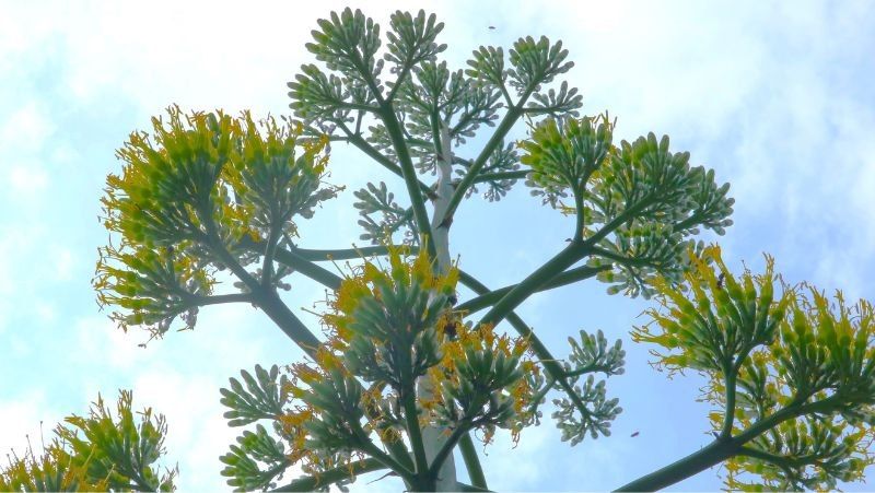 Flores del agave en el parque Hibiya de Tokio