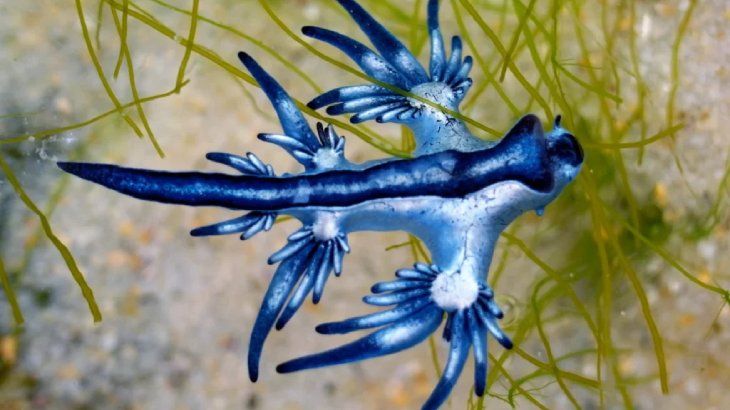 animales mas raros del mundo dragon azul marino
