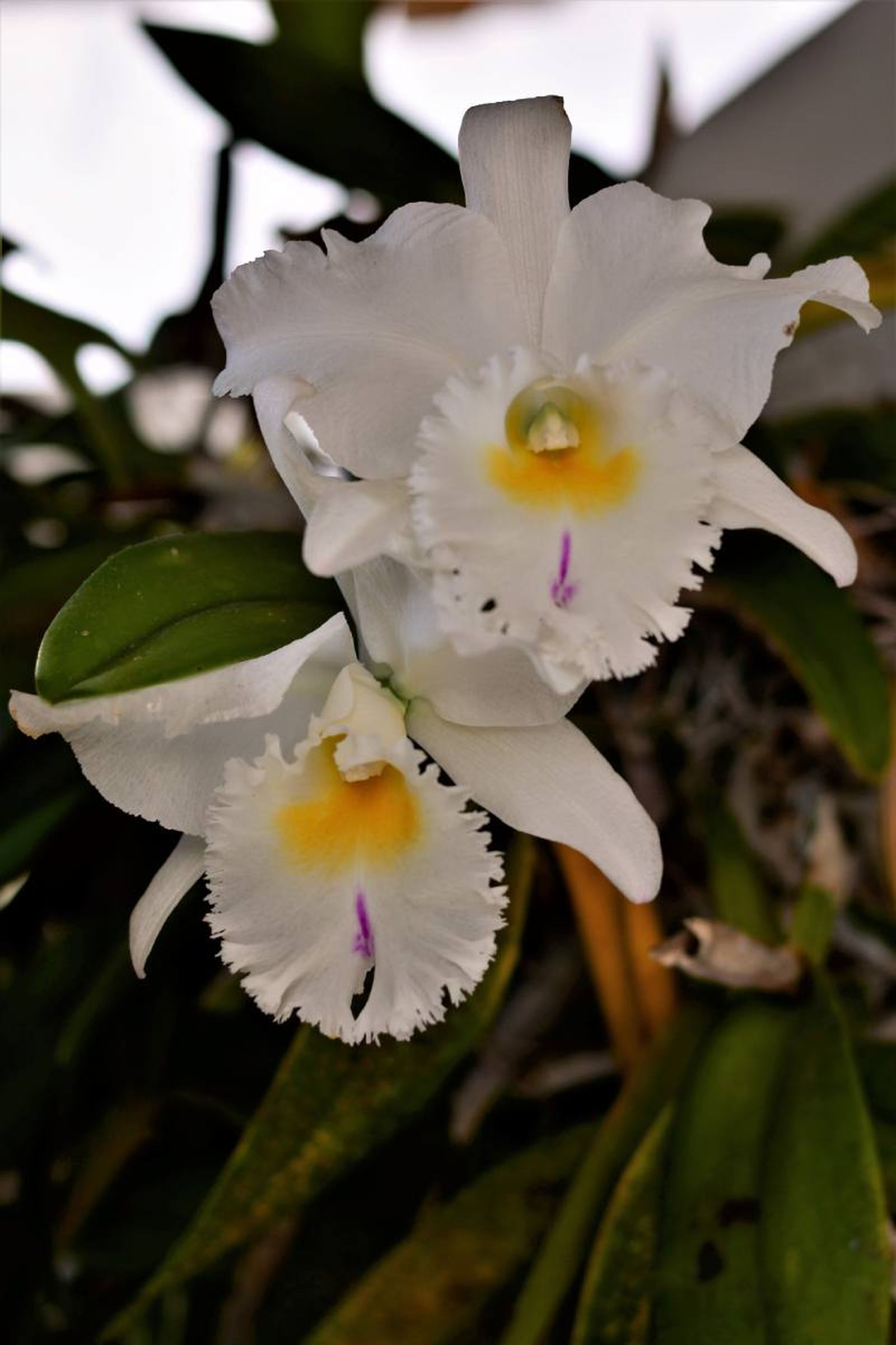 Cattleya trianae.