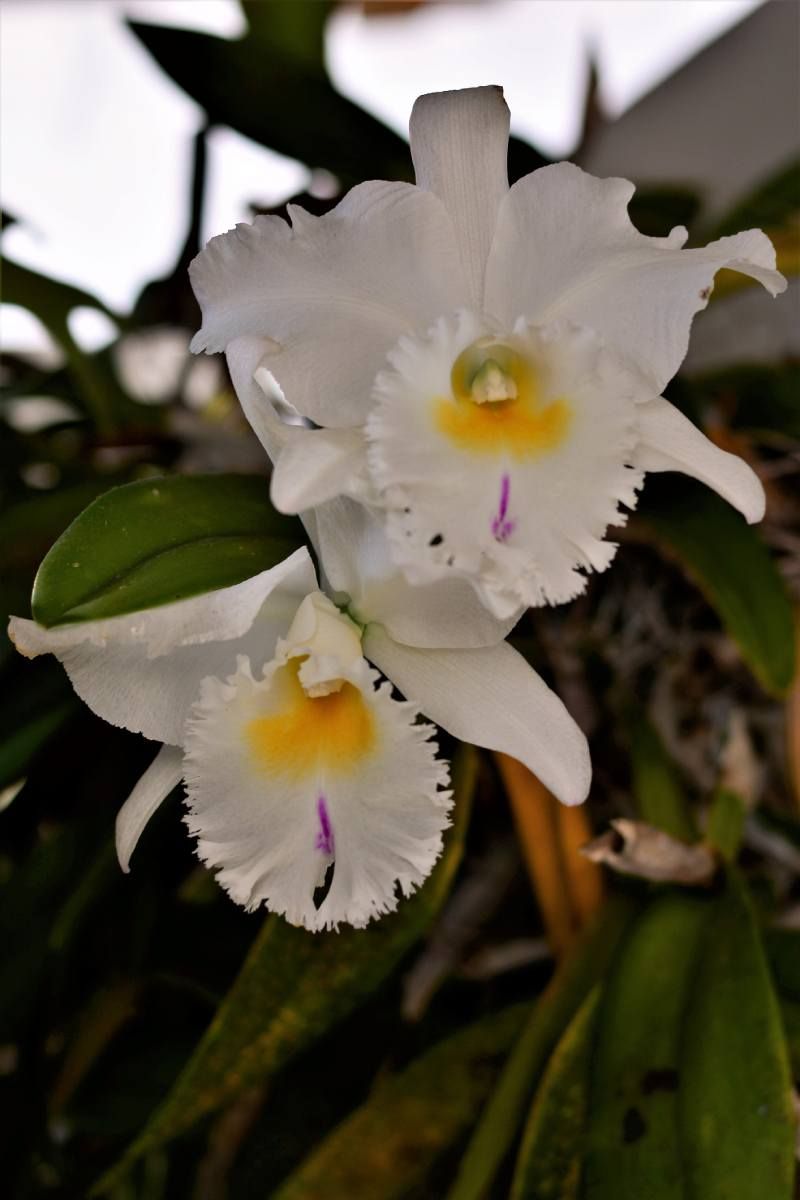 Cattleya trianae.
