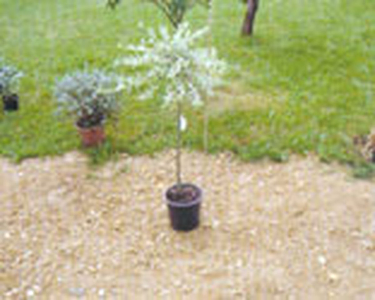 parterre arbustos follaje gris 1