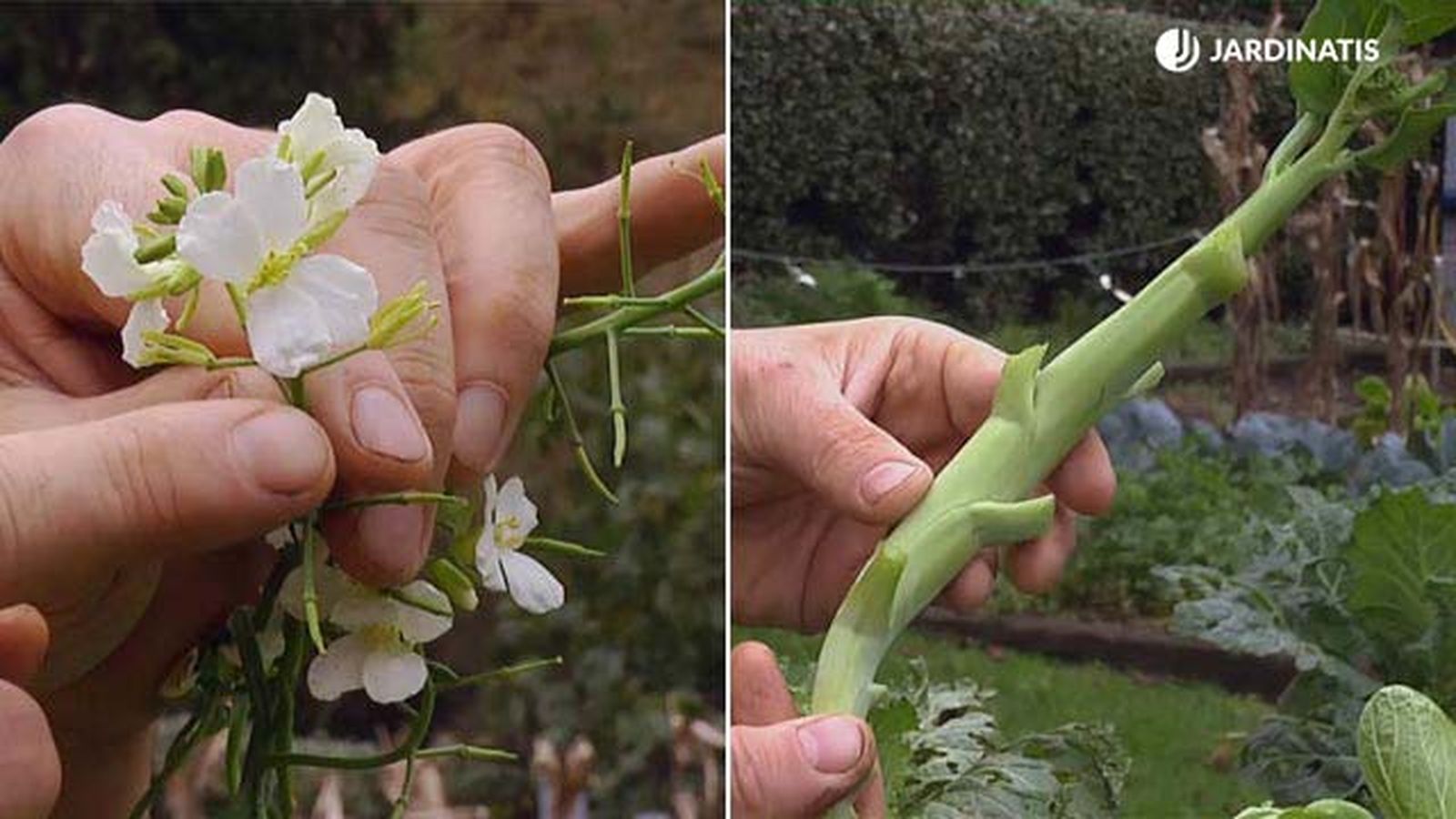 kailaan brassica oleracea jardinatis brico767