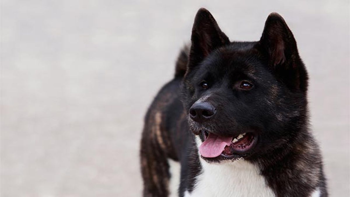 akita americano negro