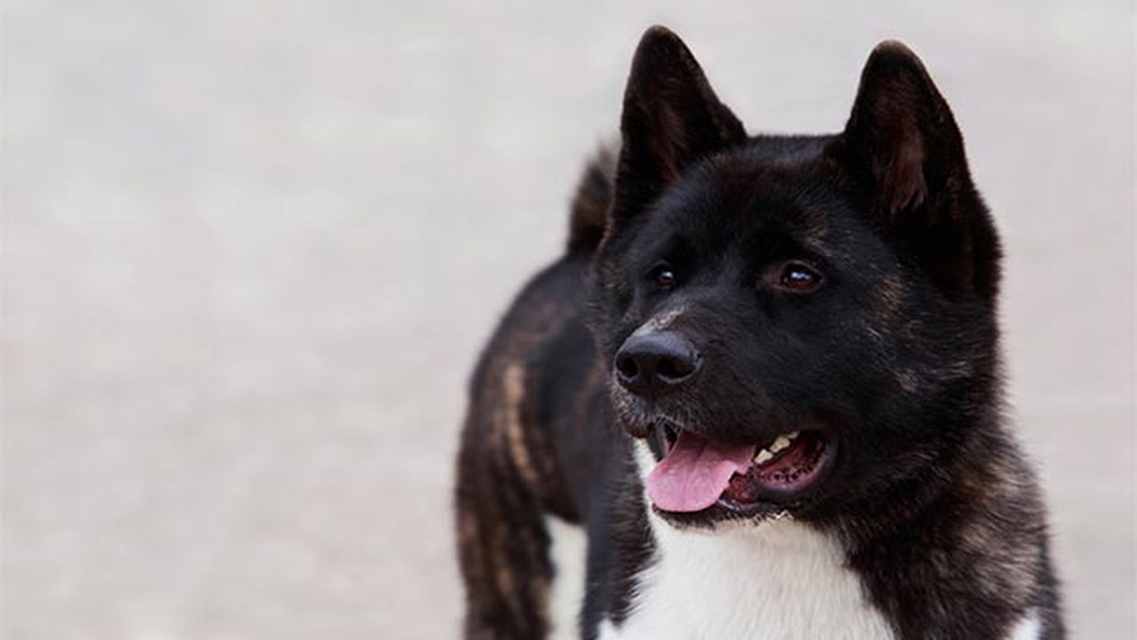 akita americano negro