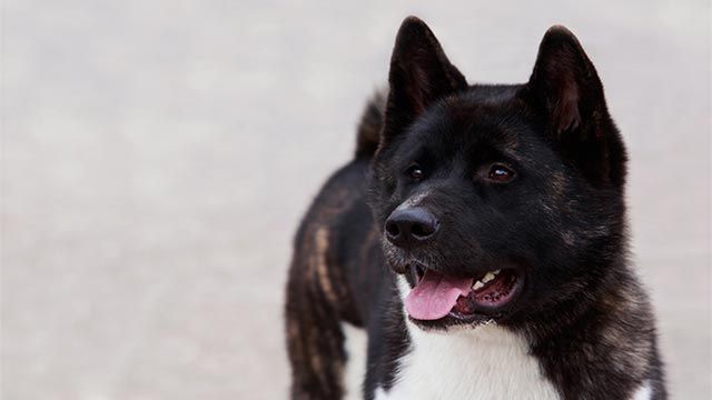 akita americano negro