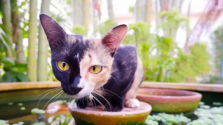 gatos quimera 1