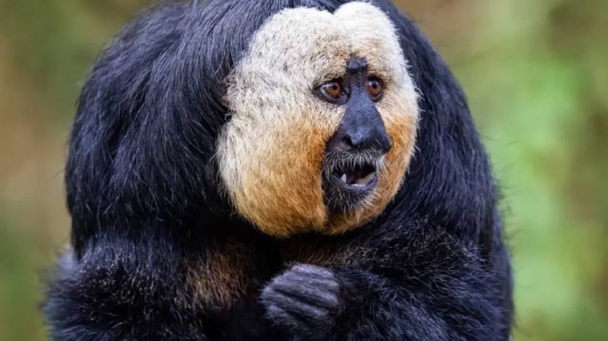 animales que empiezan por s saki cariblanco (1)