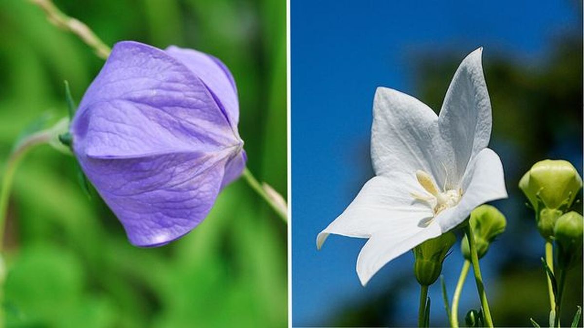 flor de platycodon cerrada y abierta