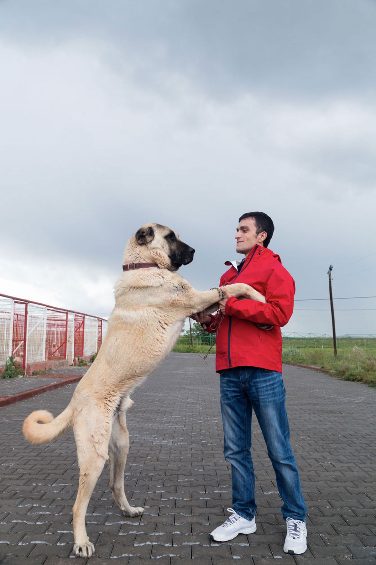 kangal turco perro de talla gigante