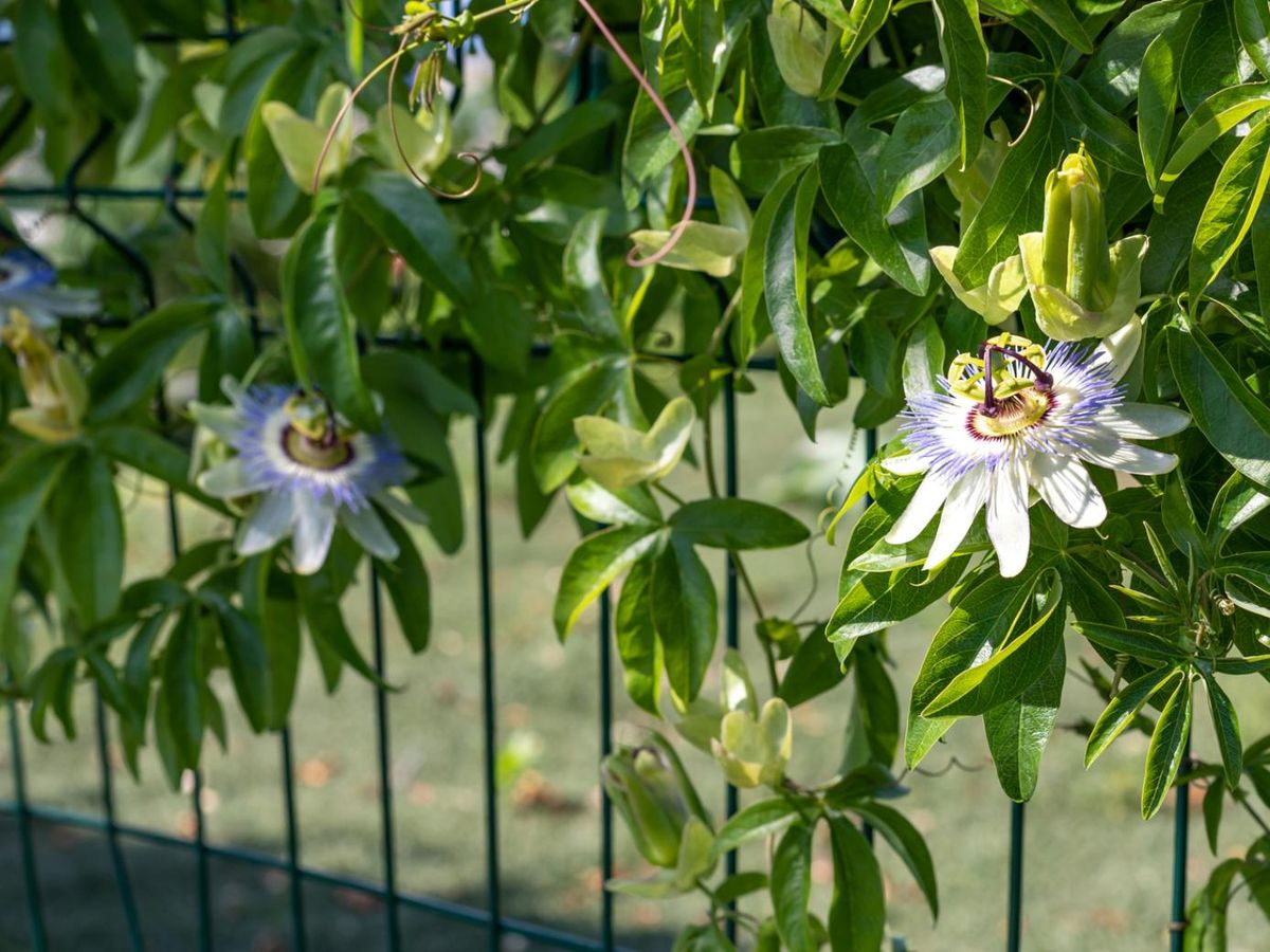 Passiflora o flor de la pasión en soporte para mantener la privacidad del hogar.