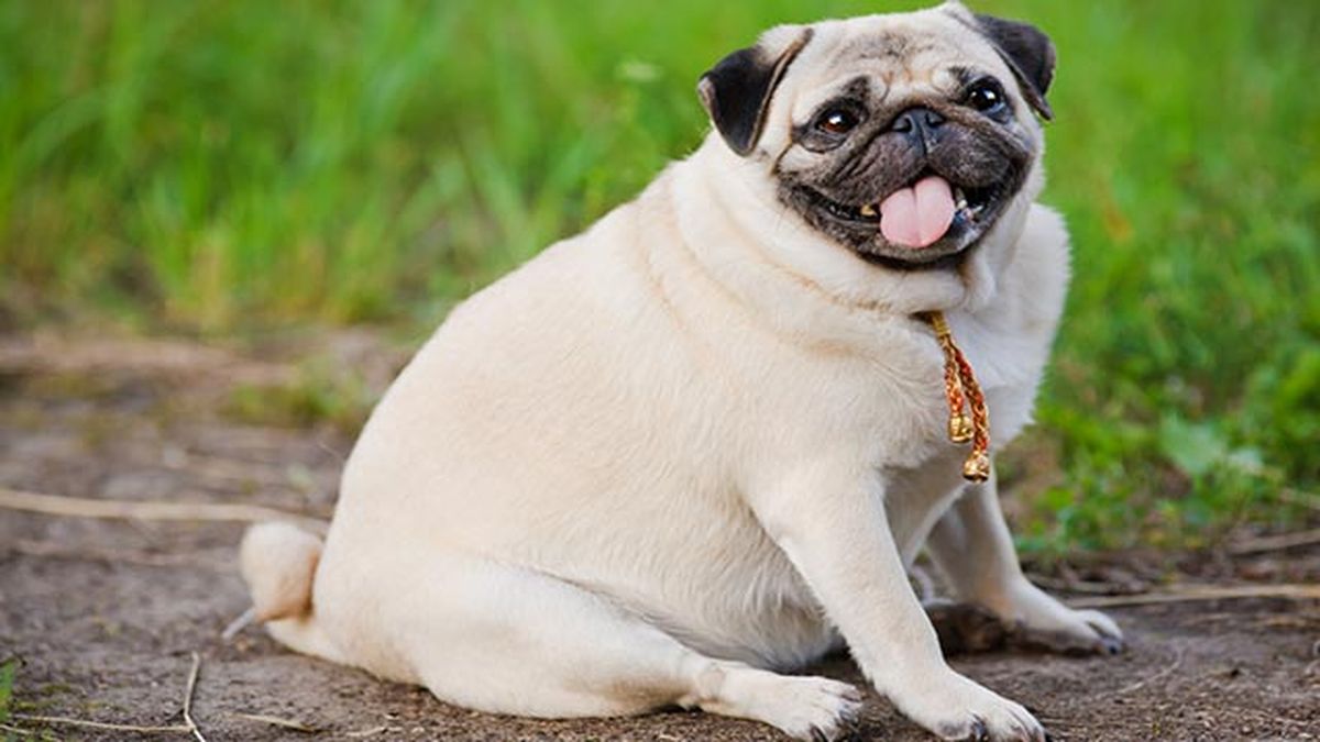 pug con sobrepeso