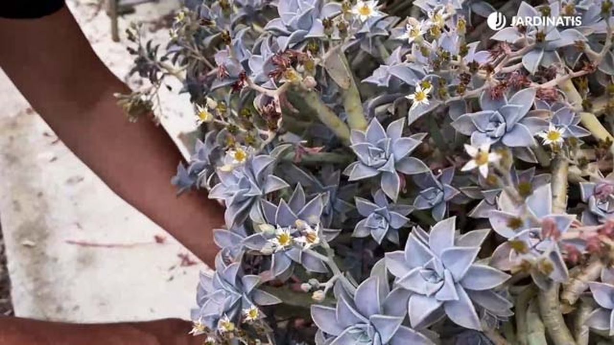 graptopetalum flor jardinatis 22 19