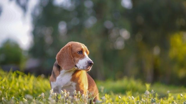 beagle 1