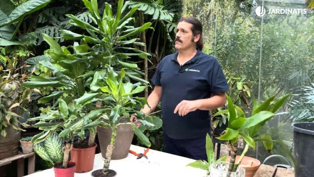 donde colocar la planta tronco de brasil