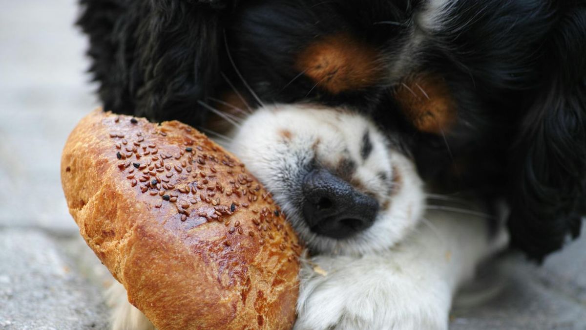 Perro comiendo pan