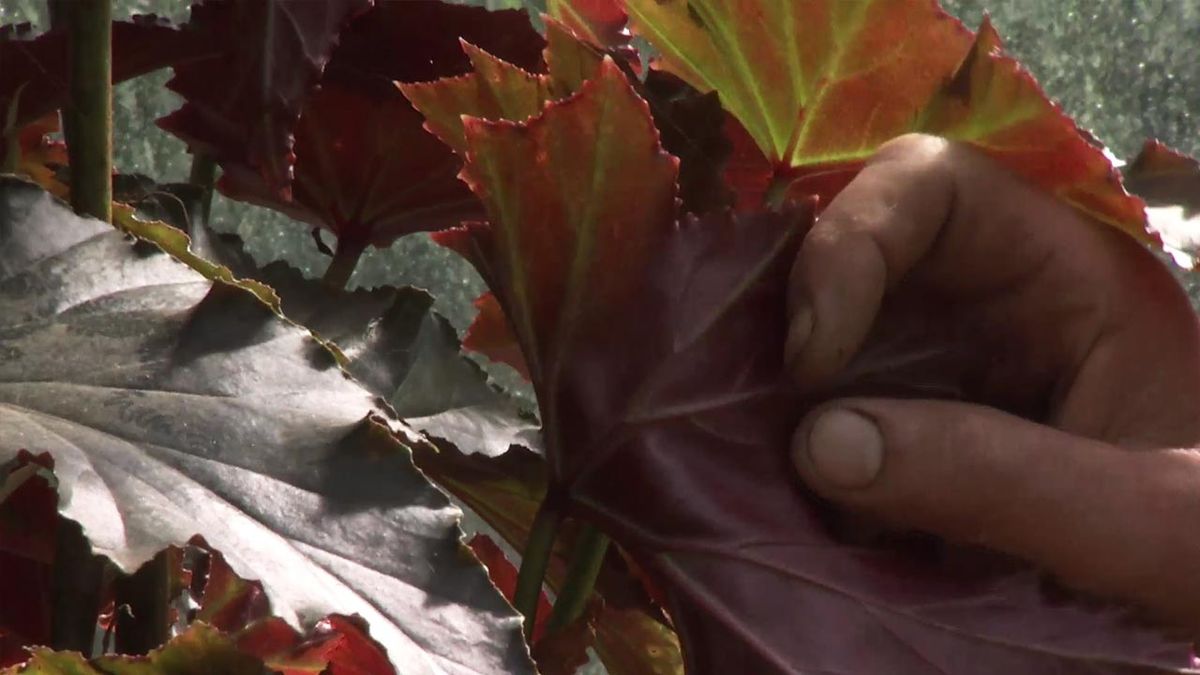 Deco743 jardineria begonia superba irene nuss color hojas