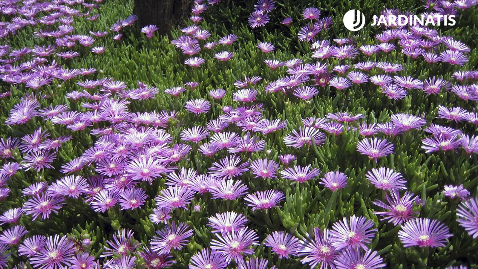 SEGUROLAFB Que plantas rastreras tienen abundante floracion