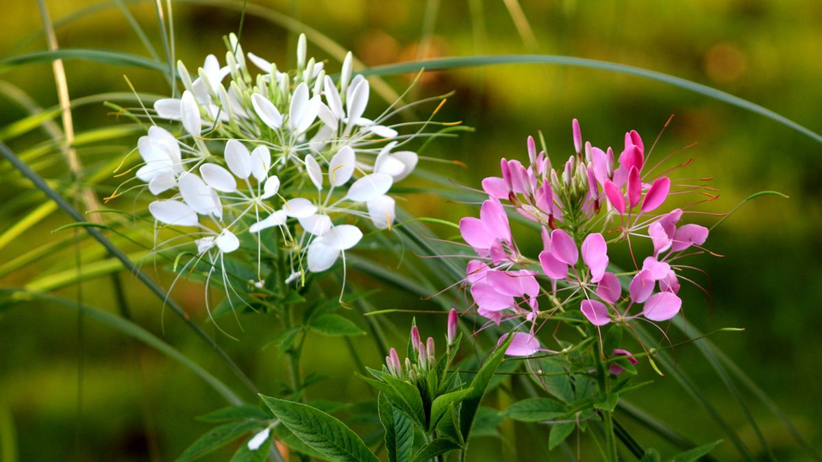 Cleome de flores blancas y rosas