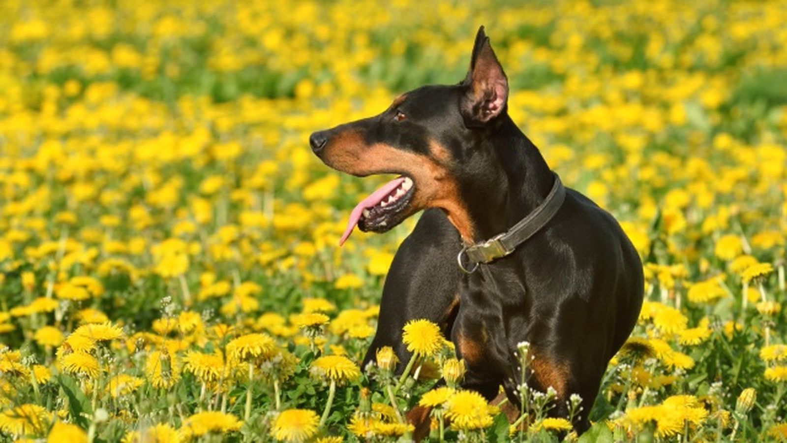 doberman 3