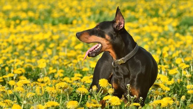 doberman 3