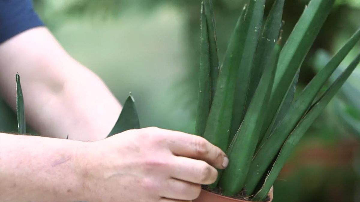 brico 1026 jardin nuevass variedades de sansevieria 2