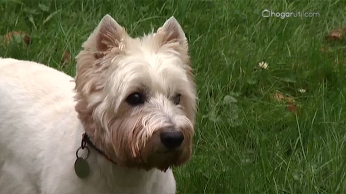 alimentacion digestion sensible v