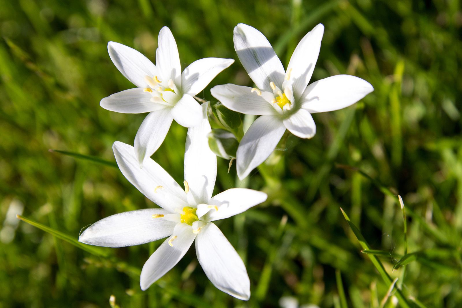 Ornithogalum