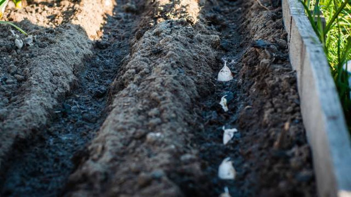 plantar ajos en la huerta