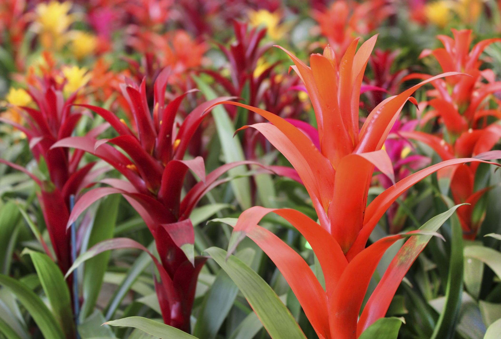 GUZMANIA04