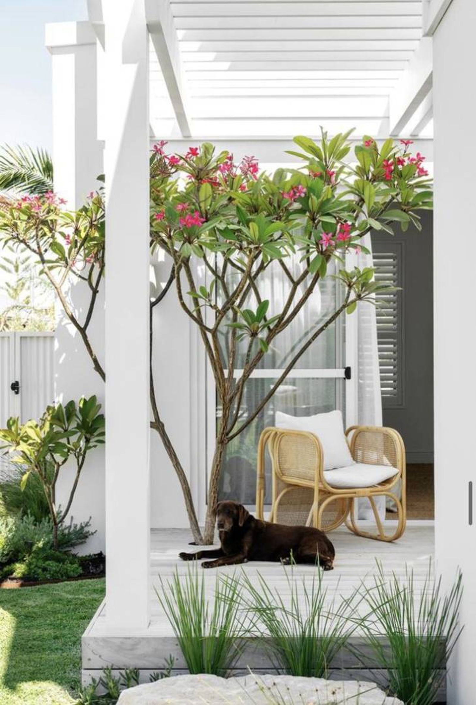 jardin cesped artificial cesped animales pinterest