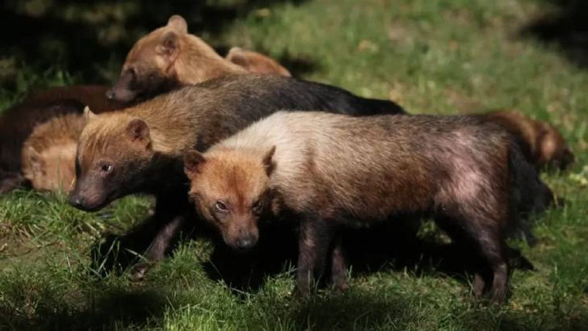razas de perros salvajes perro venadero
