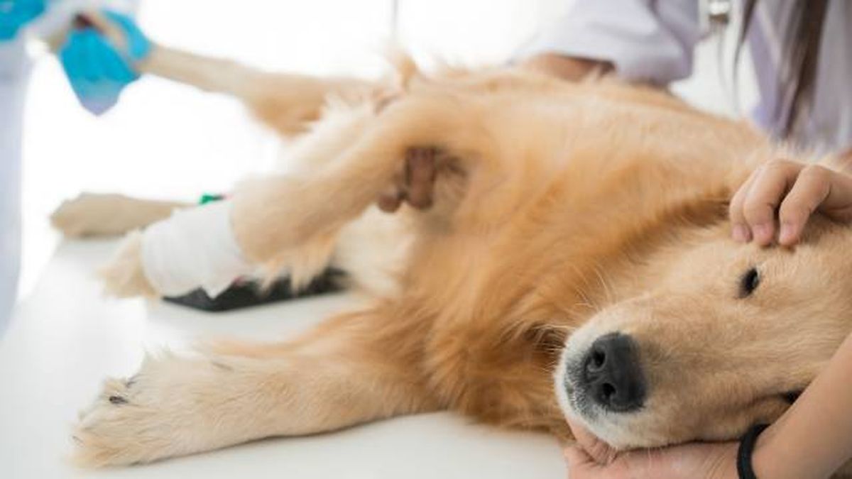 fisioterapia perros centro rehabilitacion