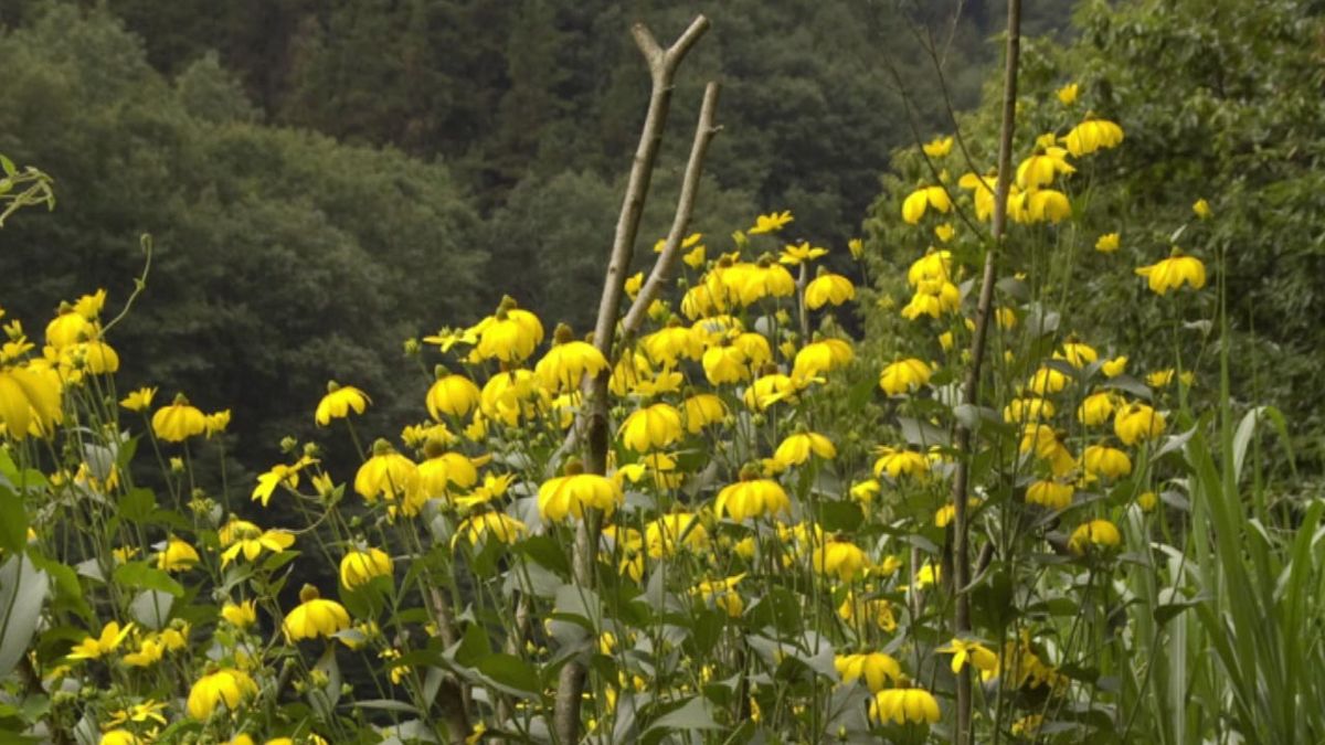 brico 631 jardin rudbeckia Herstonne