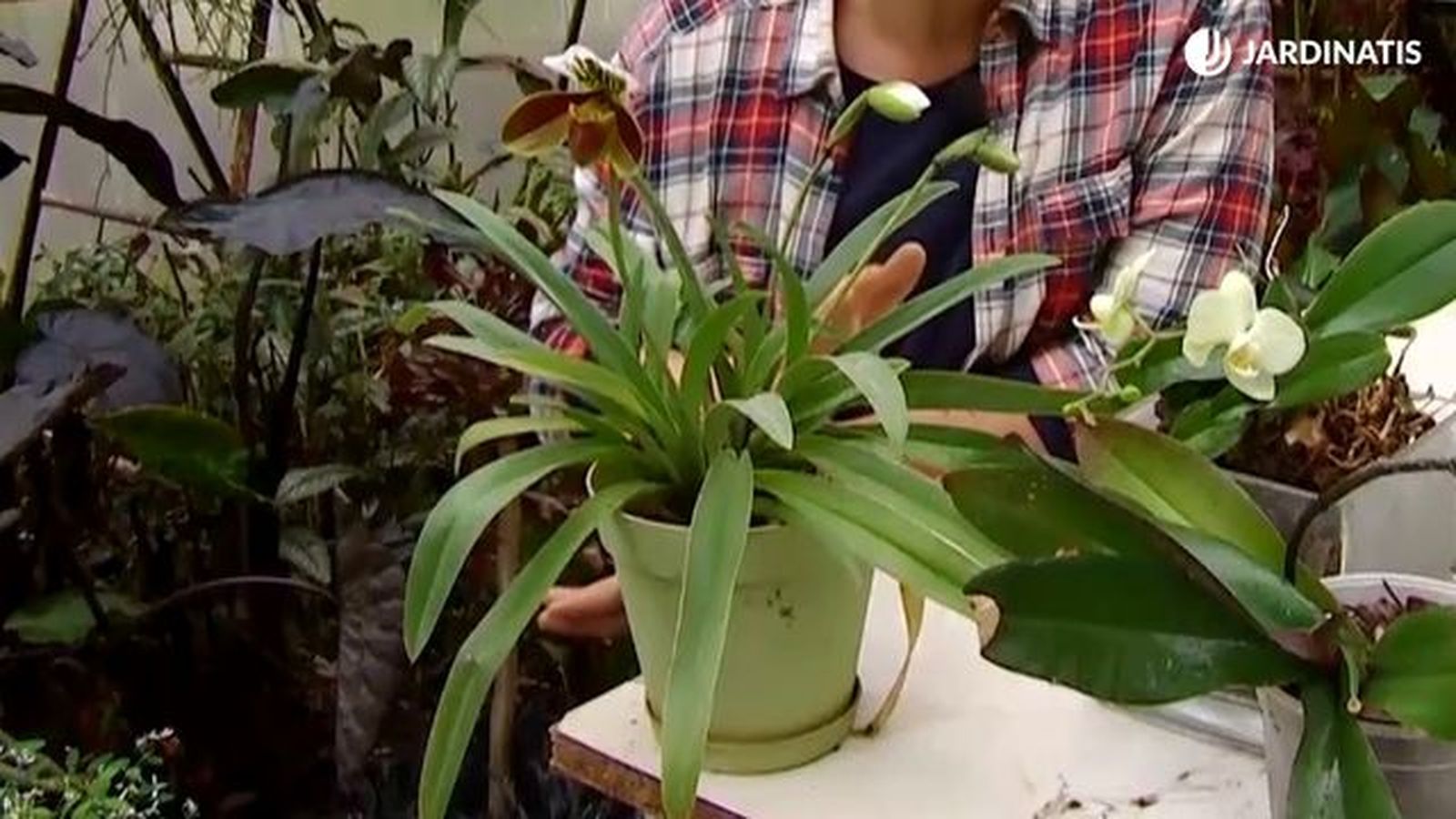 orquidea paphiopedilum deco 681 jardinatis