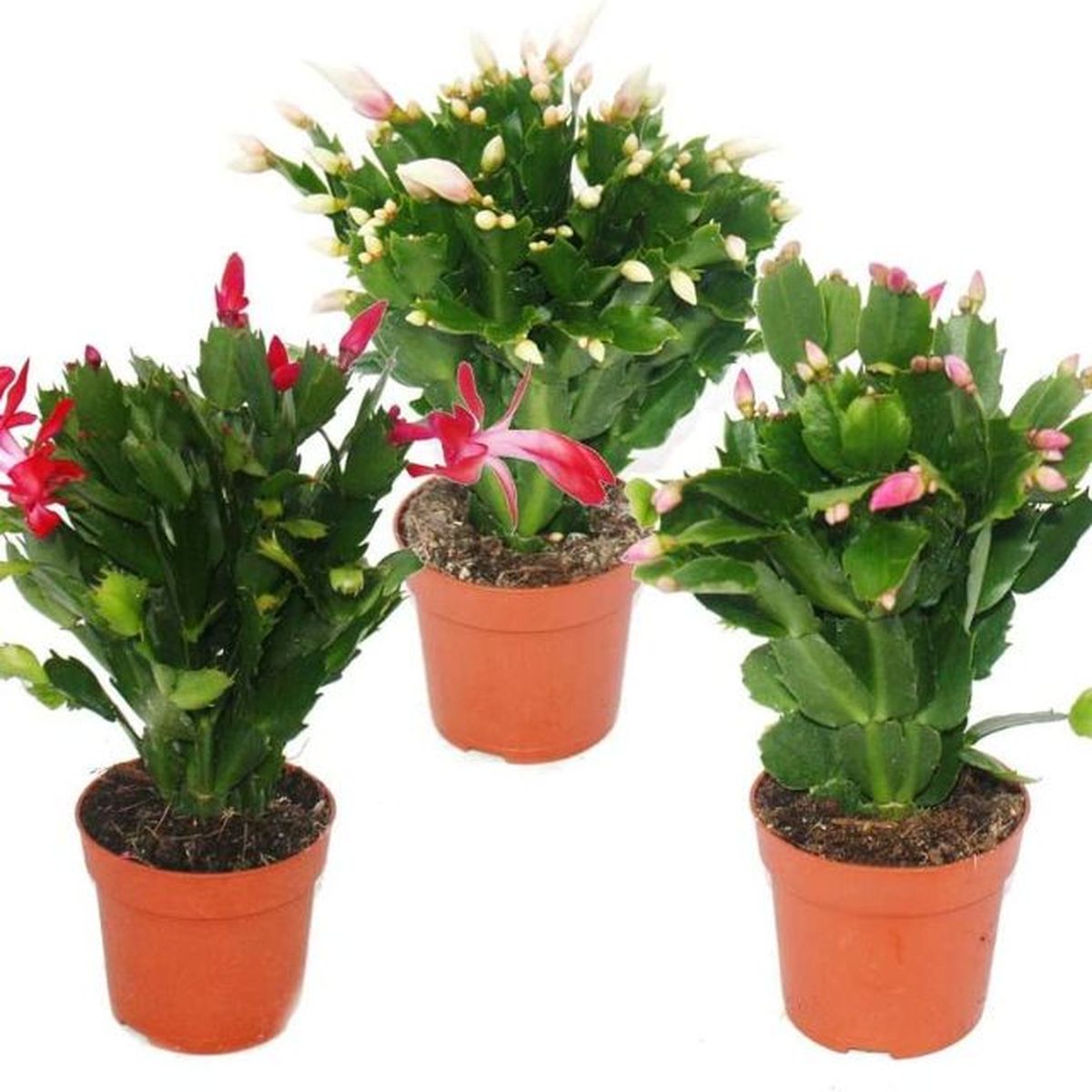 Pack de cactus de Navidad