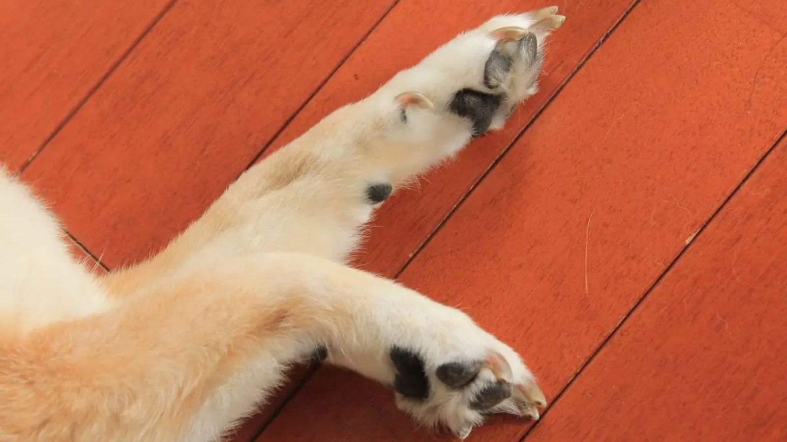 como curar las heridas en las almohadillas de los perros ok