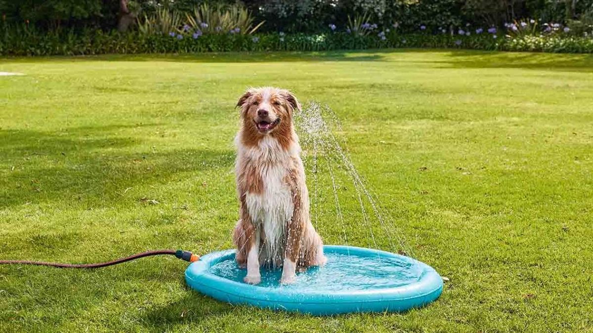 colchoneta juego con agua perros lidl mascotas verano 2023