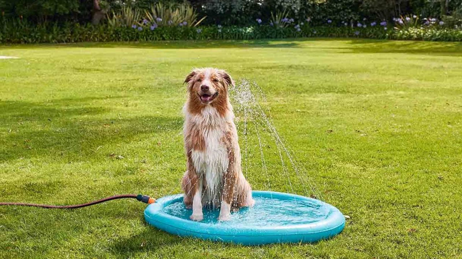 colchoneta juego con agua perros lidl mascotas verano 2023