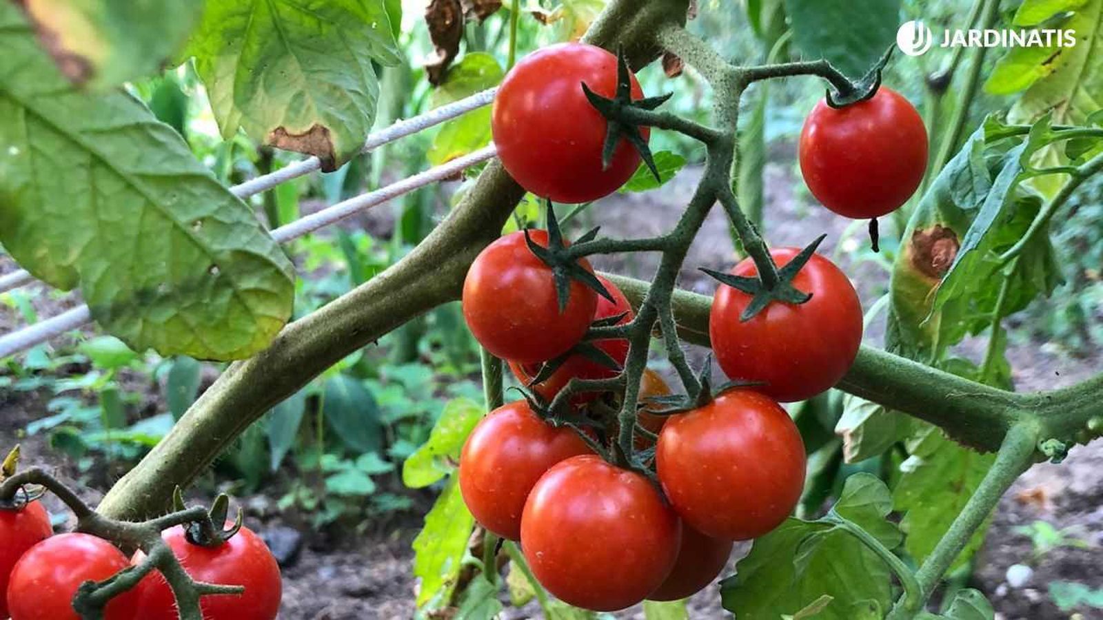Planta de tomates cherry