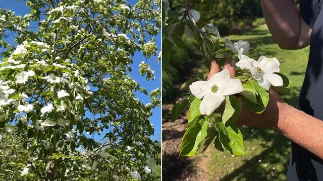 flor Cornus "Eddies white Wonder