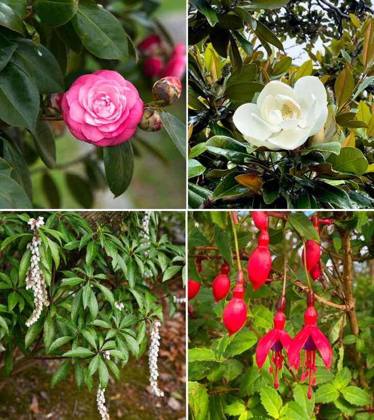 plantas acidas acidofilas camelia magnolia andromeda fucsia