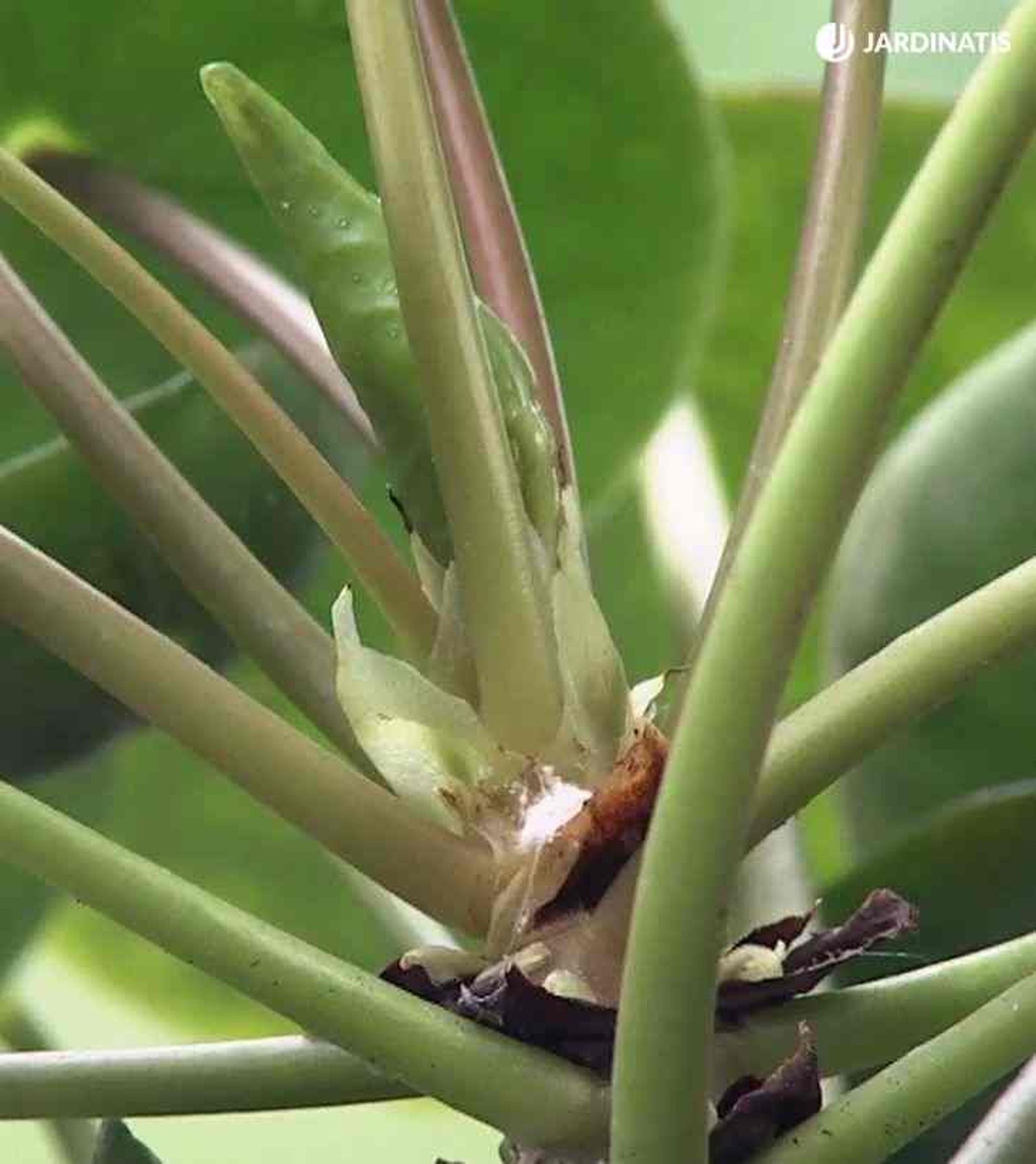 cochinilla algodonosa en planta del dinero china