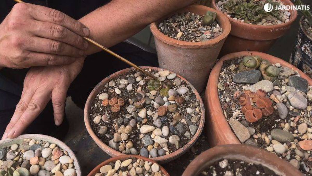 Los lithops se mimetizan con el entorno