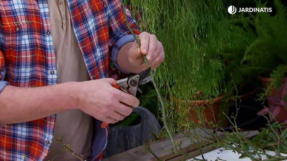 4 yemas esquejes rosales deco 645