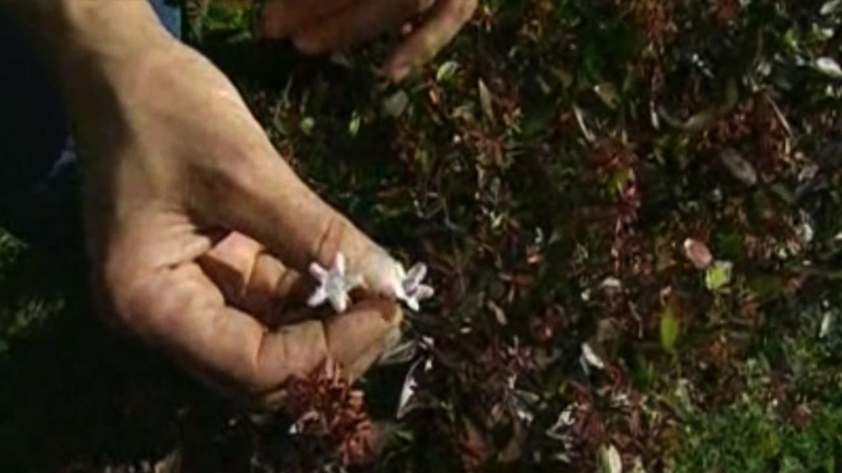 brico 534 parterre arbusto otono Abelia floribunda